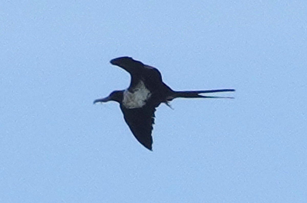 Lesser Frigatebird - ML643400573