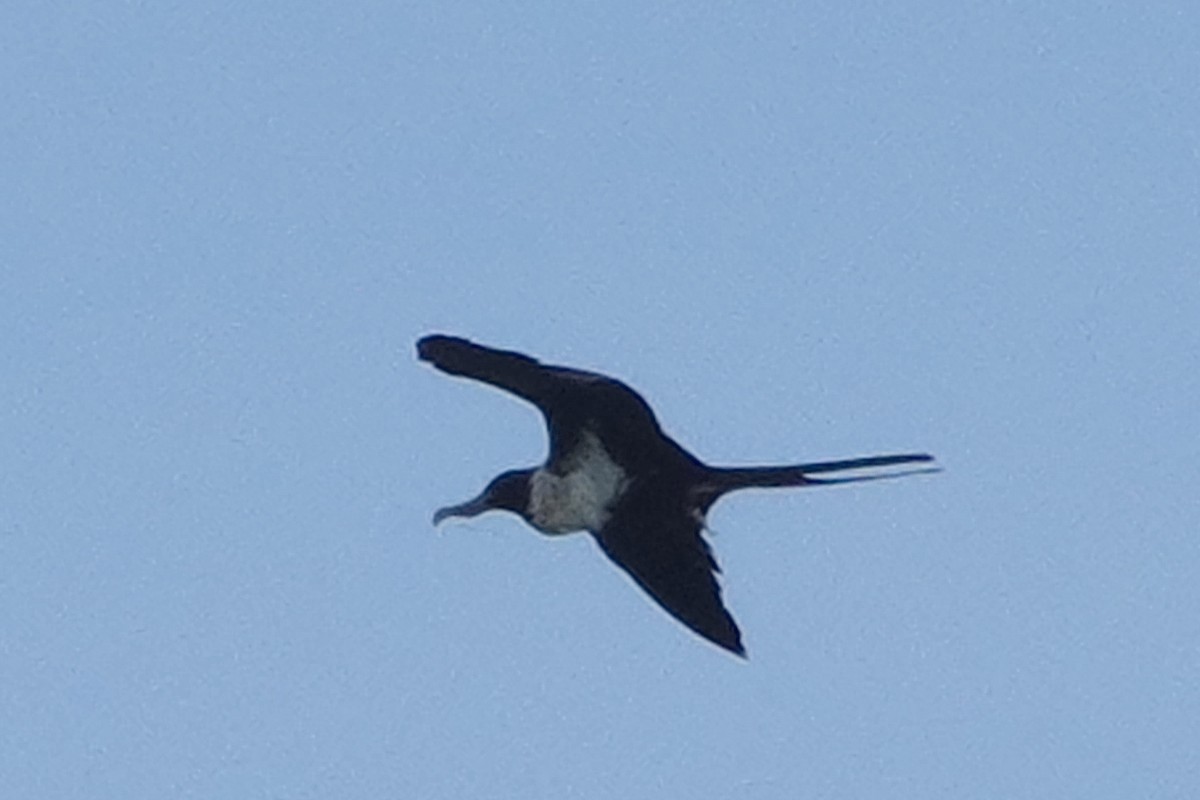 Lesser Frigatebird - ML643400574