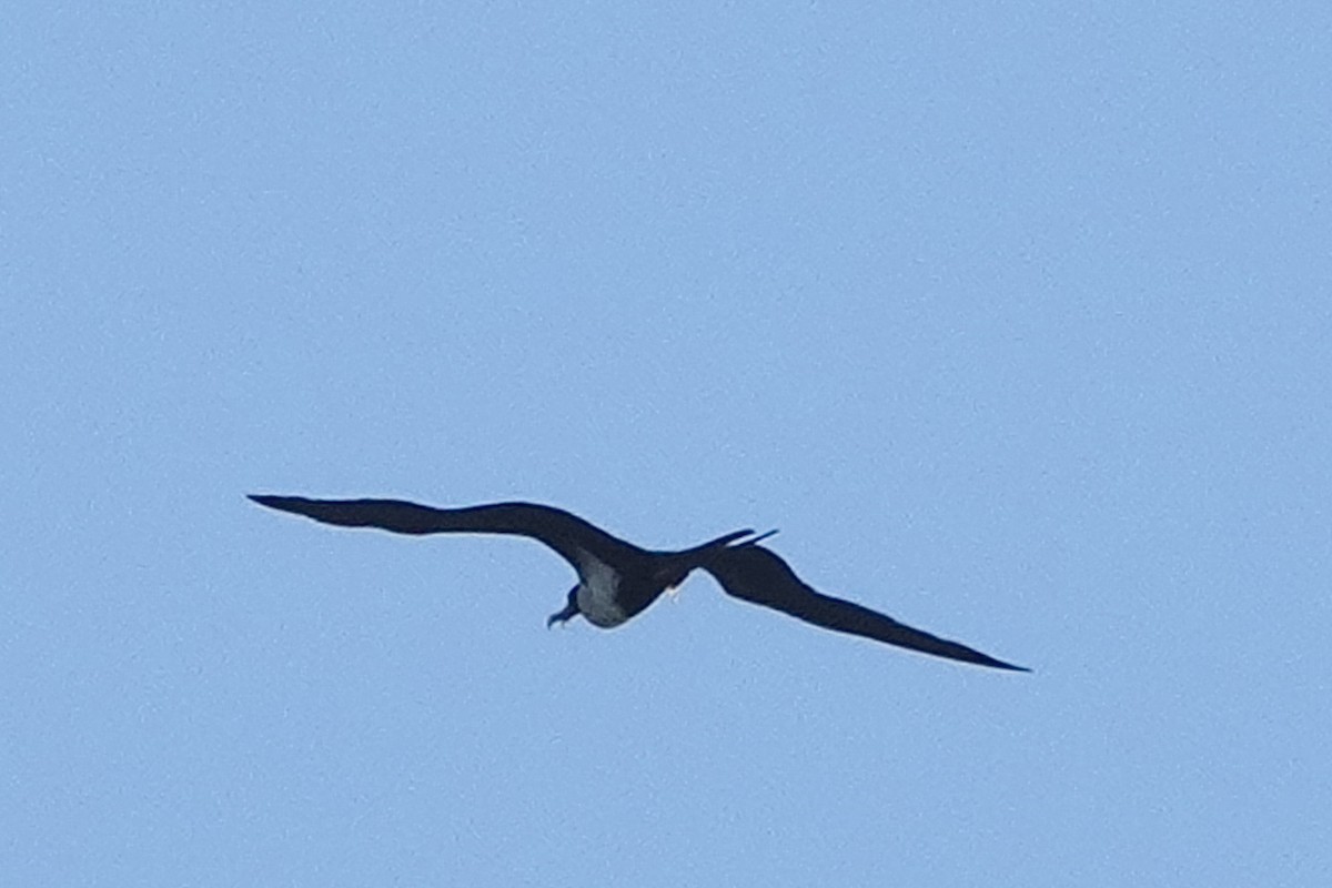 Lesser Frigatebird - ML643400575
