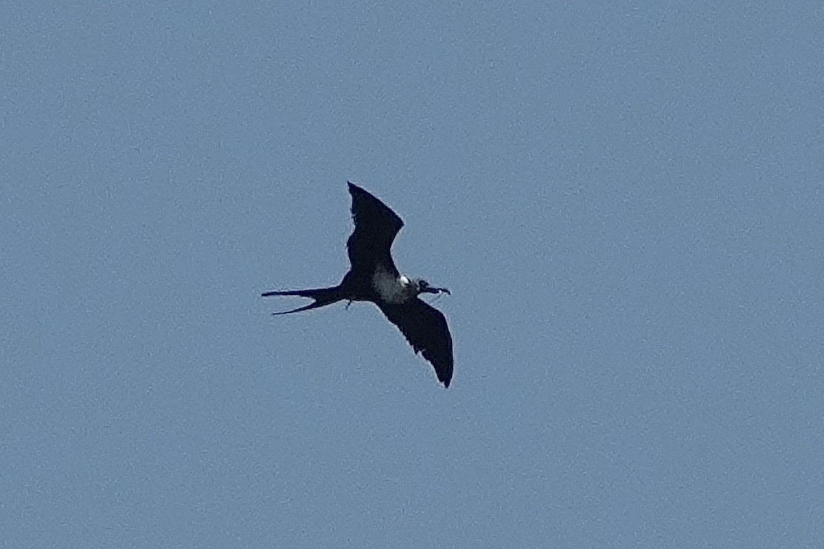 Lesser Frigatebird - ML643400576