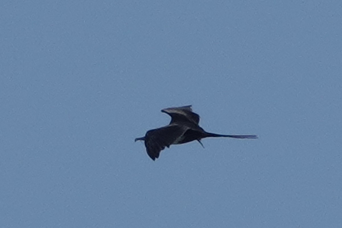 Lesser Frigatebird - ML643400577