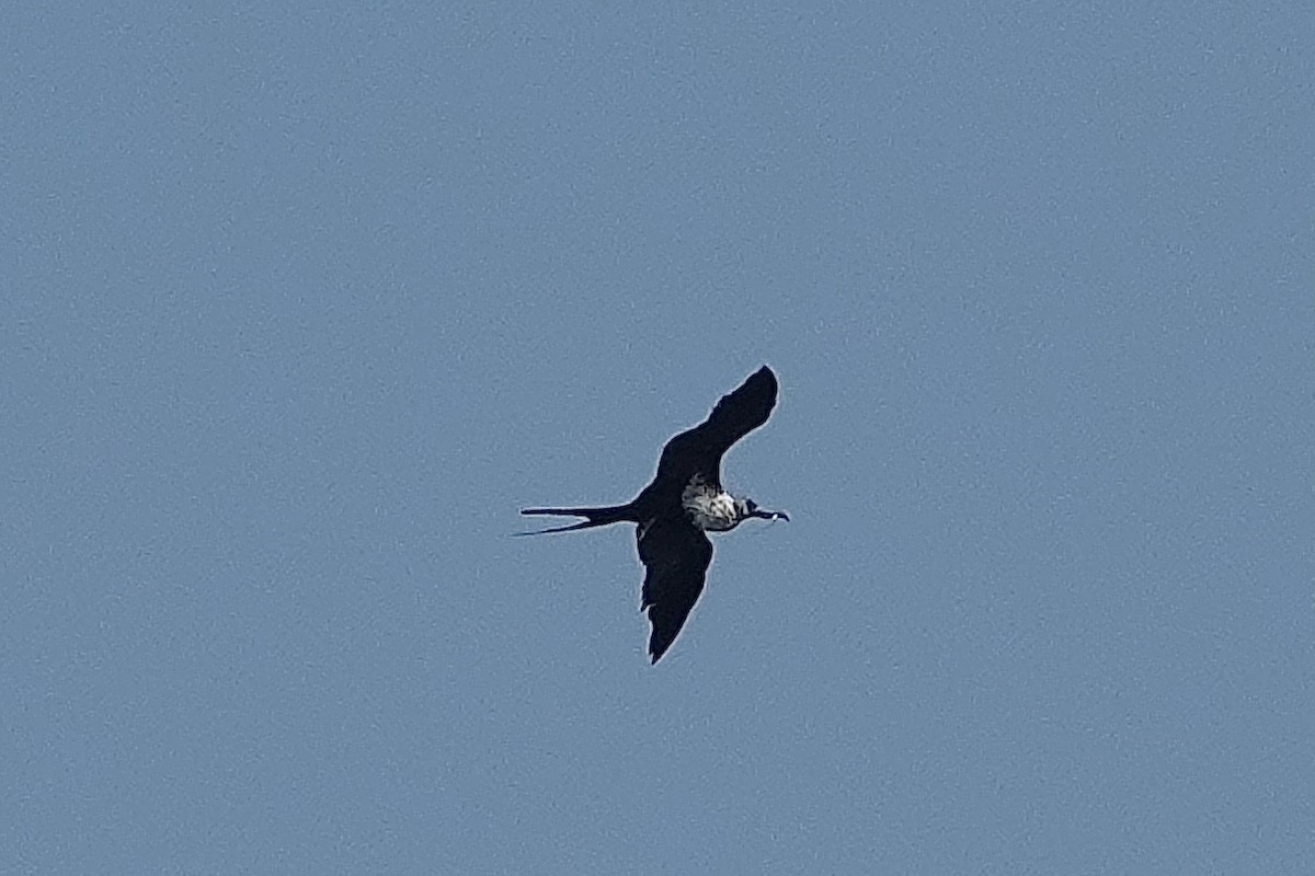 Lesser Frigatebird - ML643400578