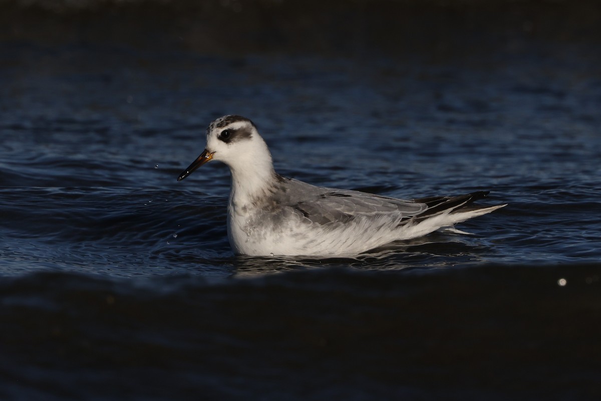 Red Phalarope - ML643400587