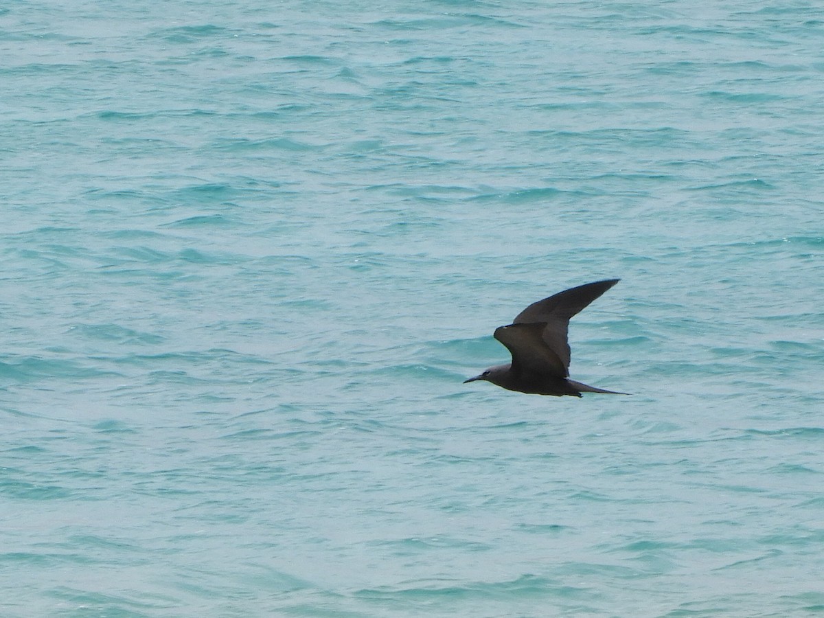 Brown Noddy - ML643400593