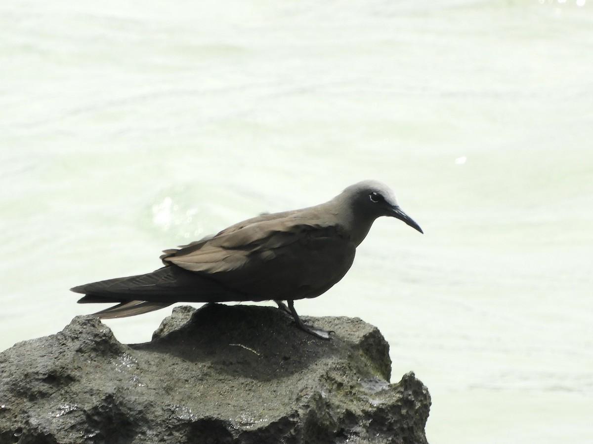 Brown Noddy - ML643400594