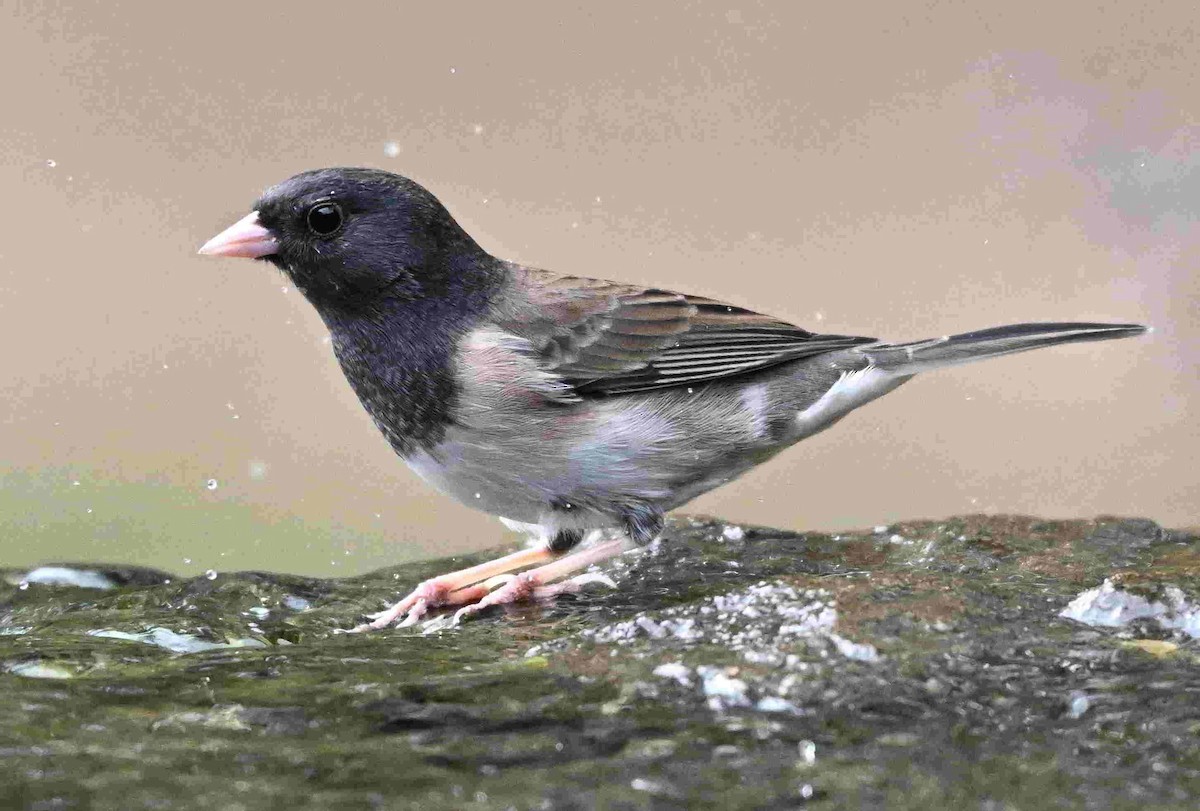 Dark-eyed Junco - ML643400598
