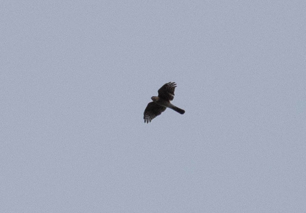 Sharp-shinned/Cooper's Hawk - ML643400619