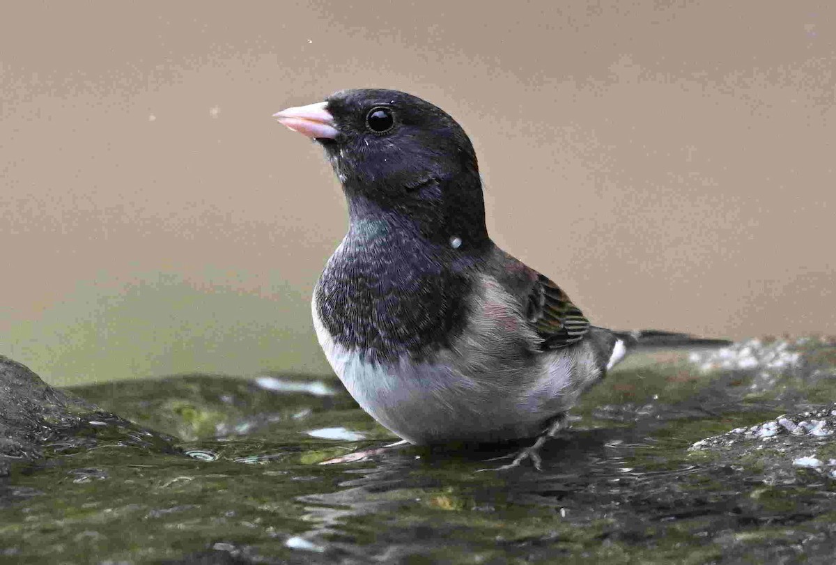 Dark-eyed Junco - ML643400639