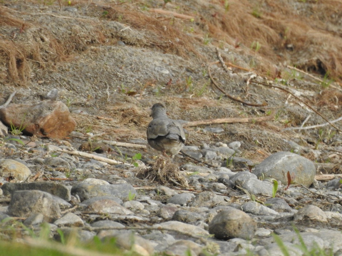 Picui Ground Dove - ML643400642