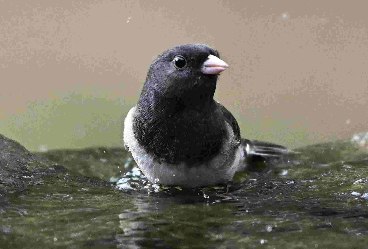 Dark-eyed Junco - ML643400661