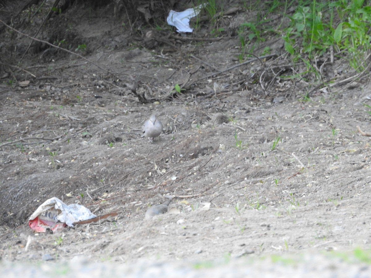 Picui Ground Dove - ML643400666