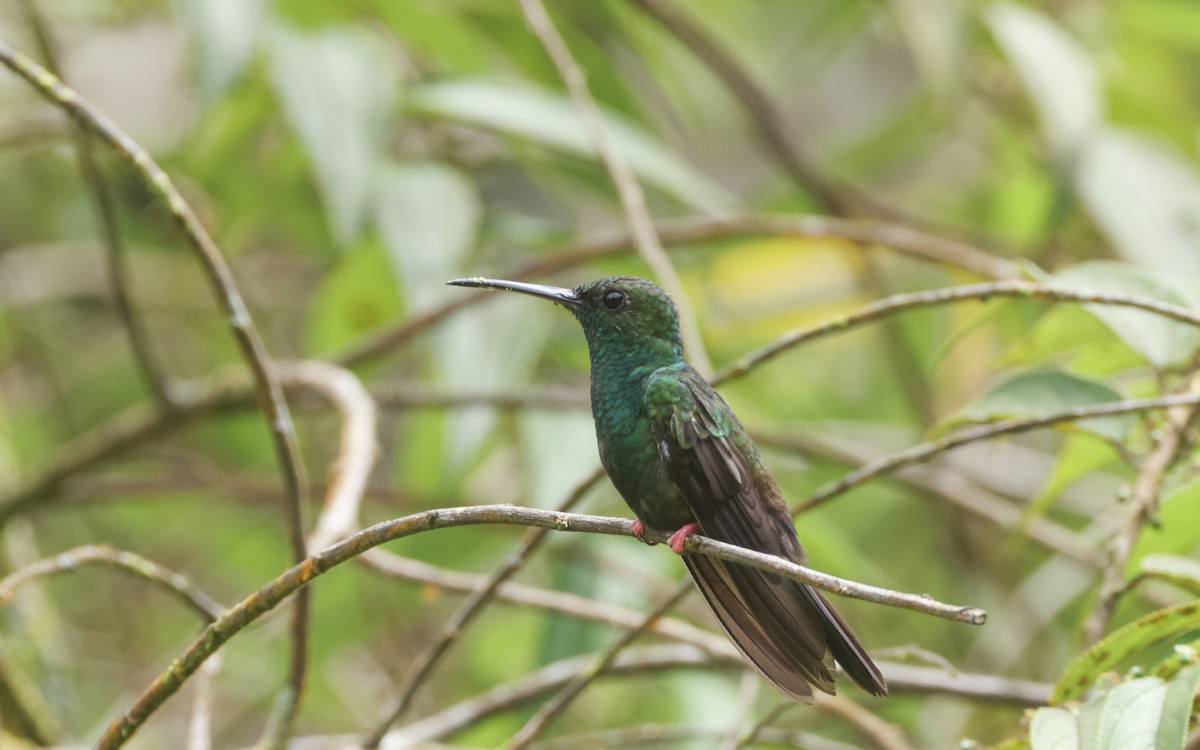 Bronze-tailed Plumeleteer - ML643400669