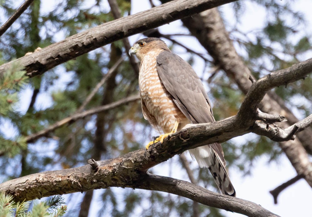 Cooper's Hawk - ML643400679