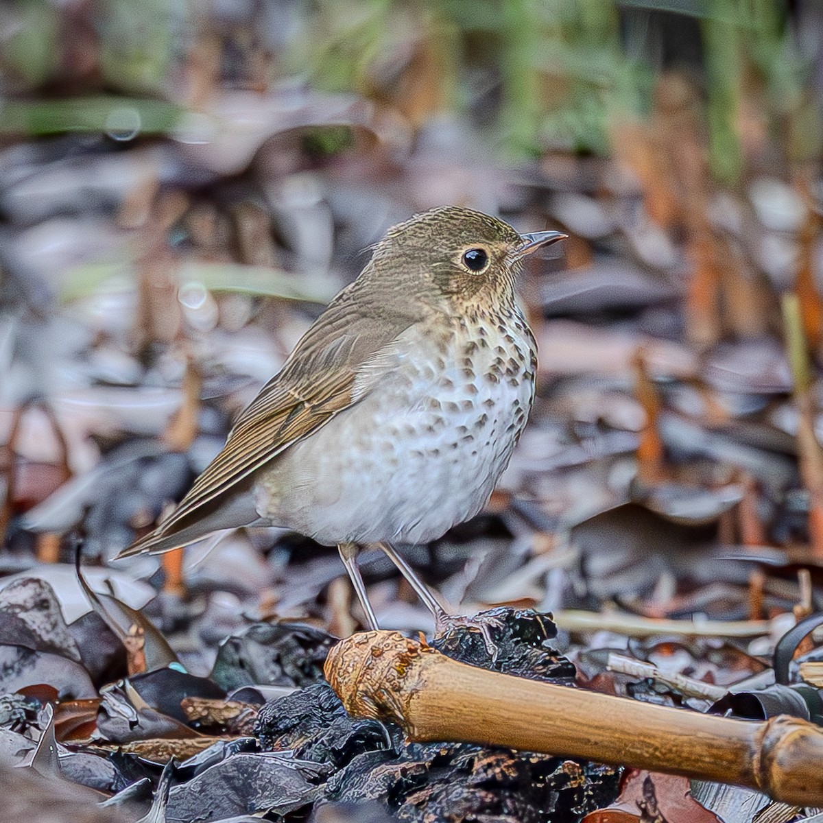 Swainson's Thrush - ML643400680