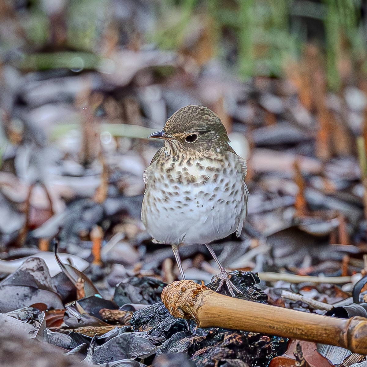 Swainson's Thrush - ML643400681