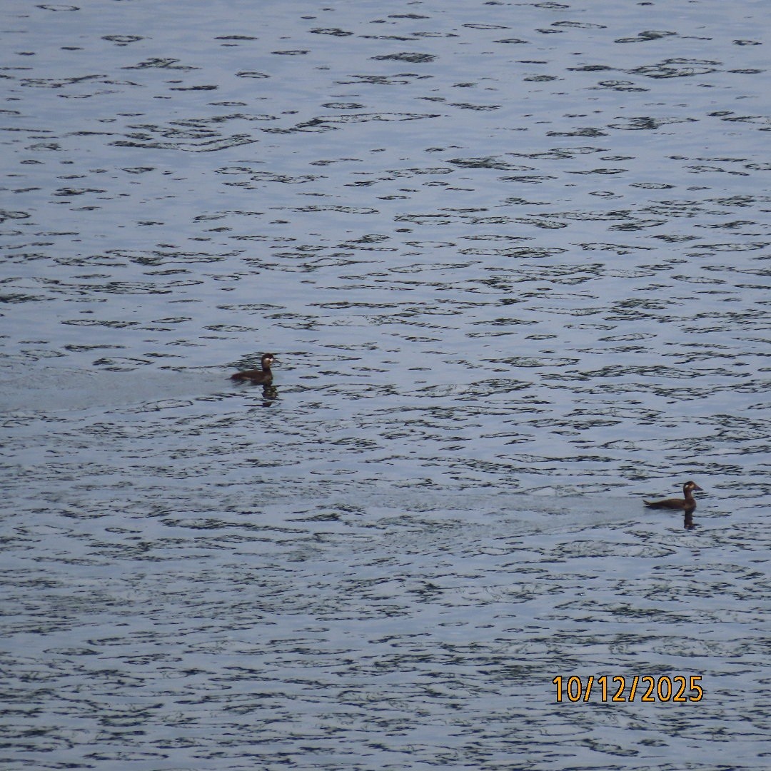White-winged Scoter - ML643400694