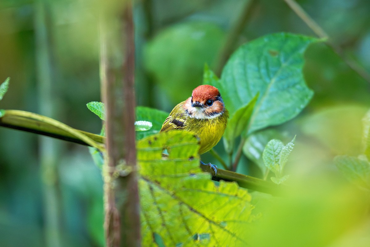 Rufous-crowned Tody-Flycatcher - ML643400695