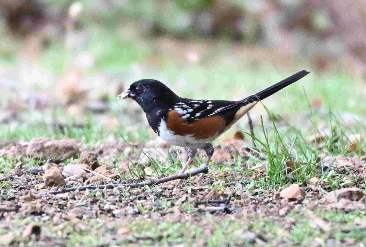 Spotted Towhee - ML643400699