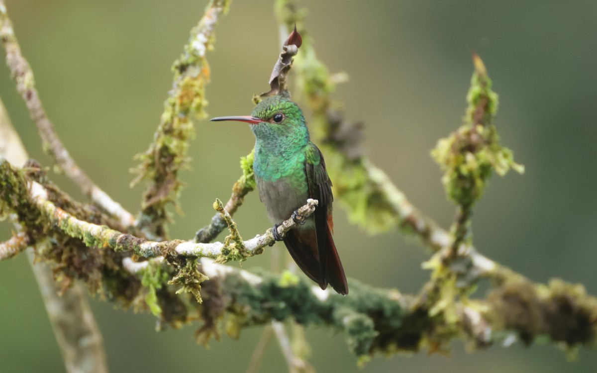 Rufous-tailed Hummingbird - ML643400700
