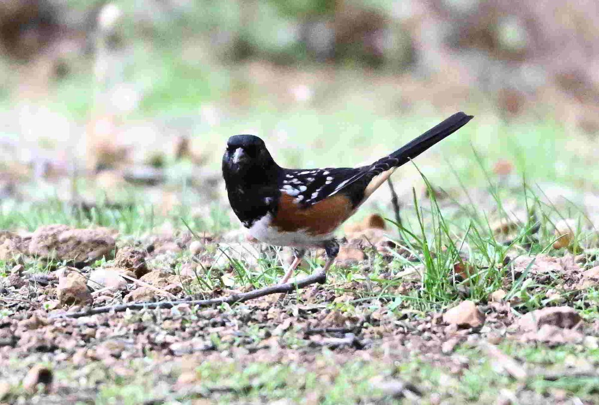 Spotted Towhee - ML643400709