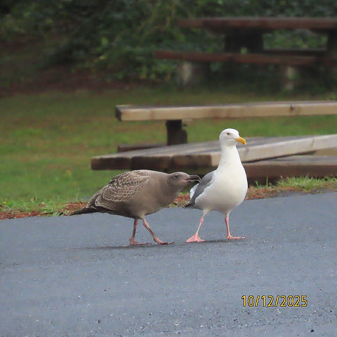 Glaucous-winged Gull - ML643400718