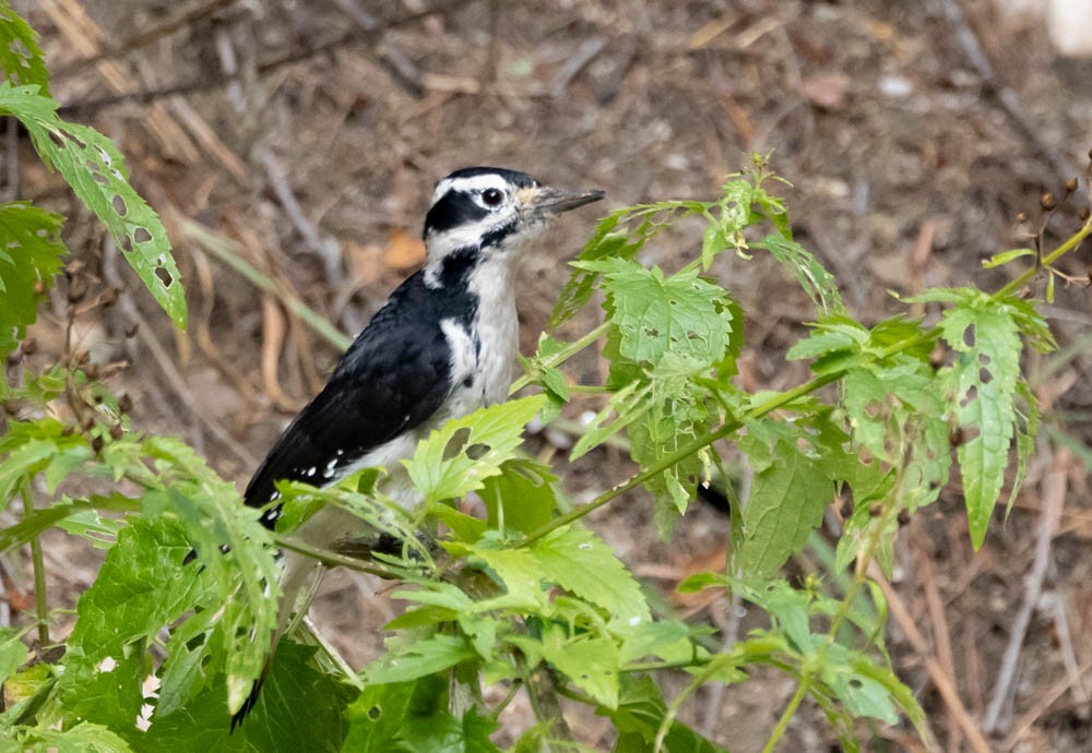 Hairy Woodpecker - ML643400729