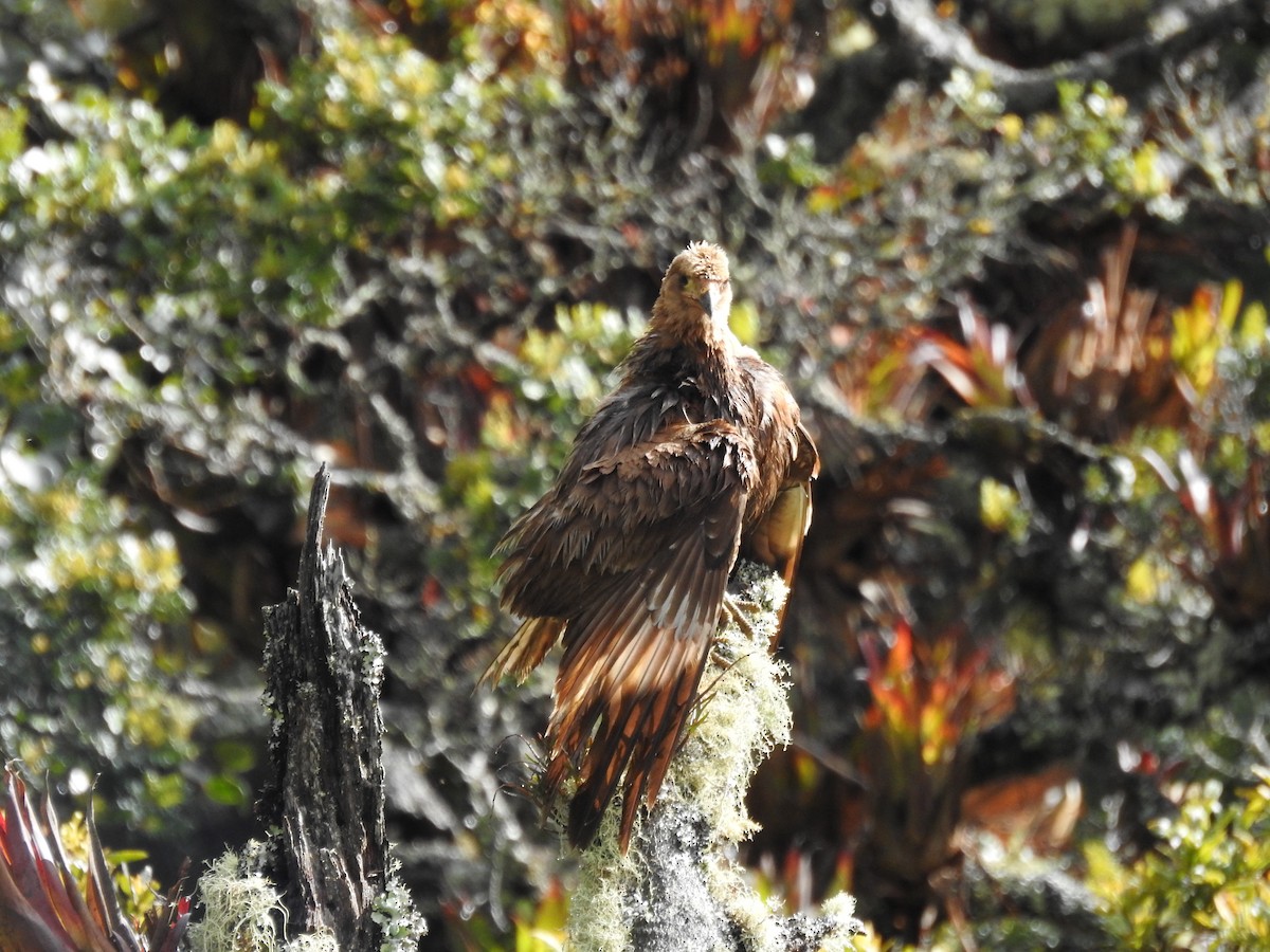 Mountain Caracara - ML643400734