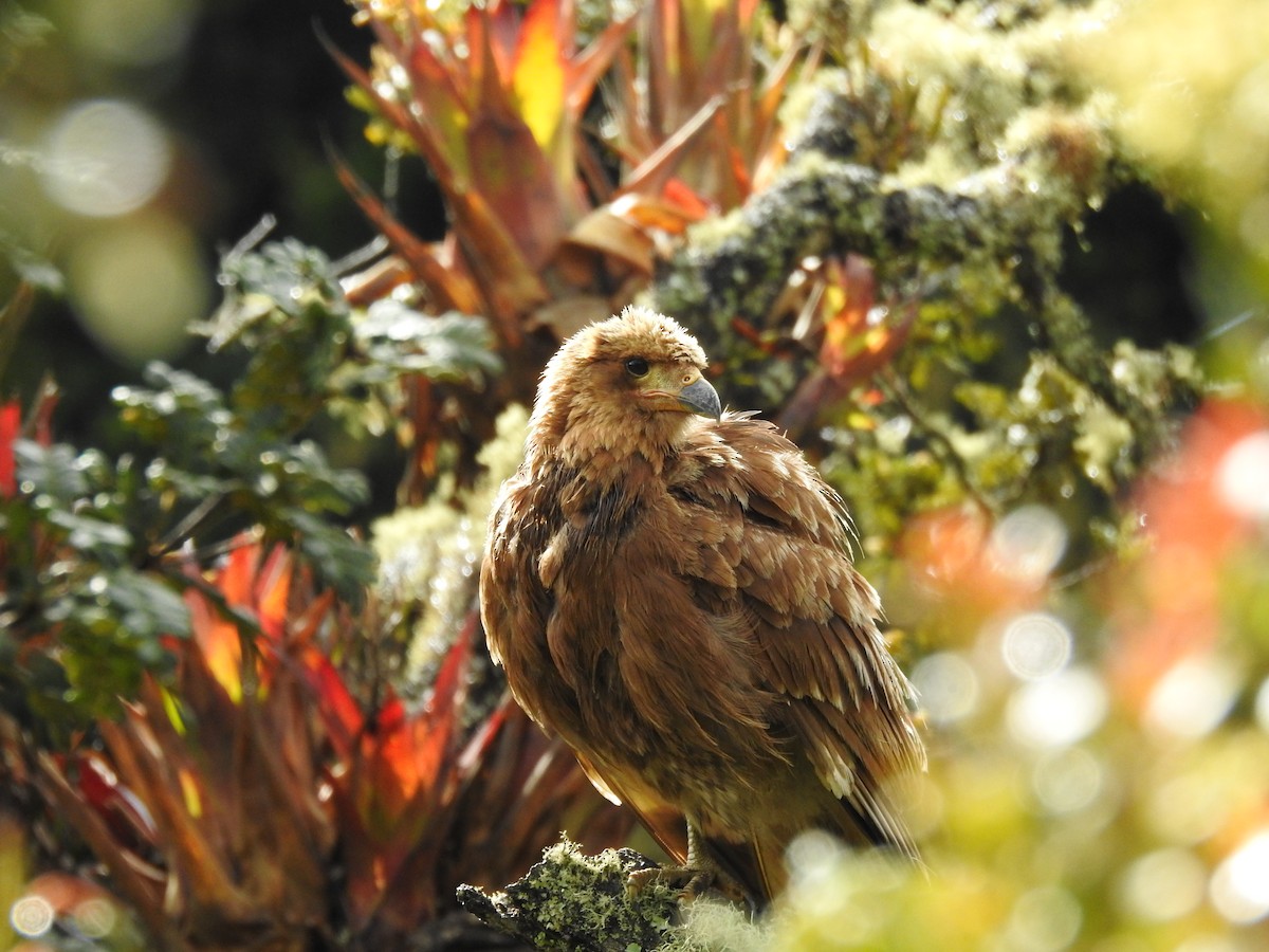 Mountain Caracara - ML643400736