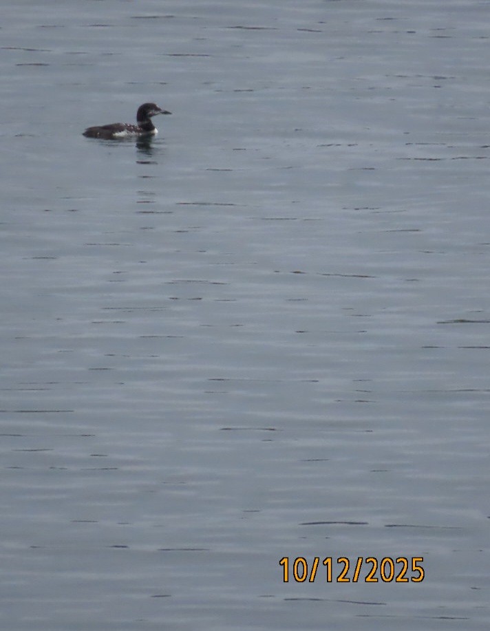 Common Loon - ML643400743