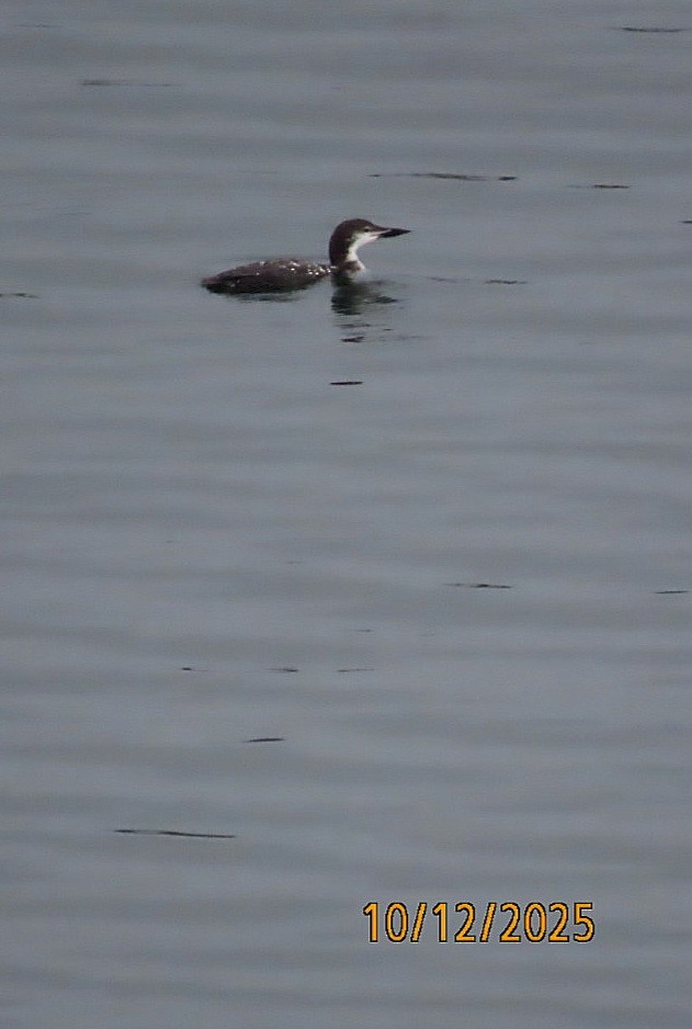 Common Loon - ML643400744