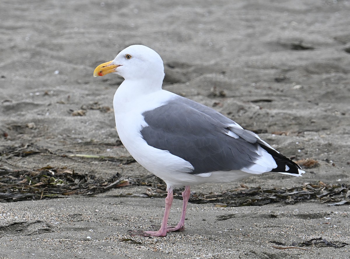 Western Gull - ML643400747