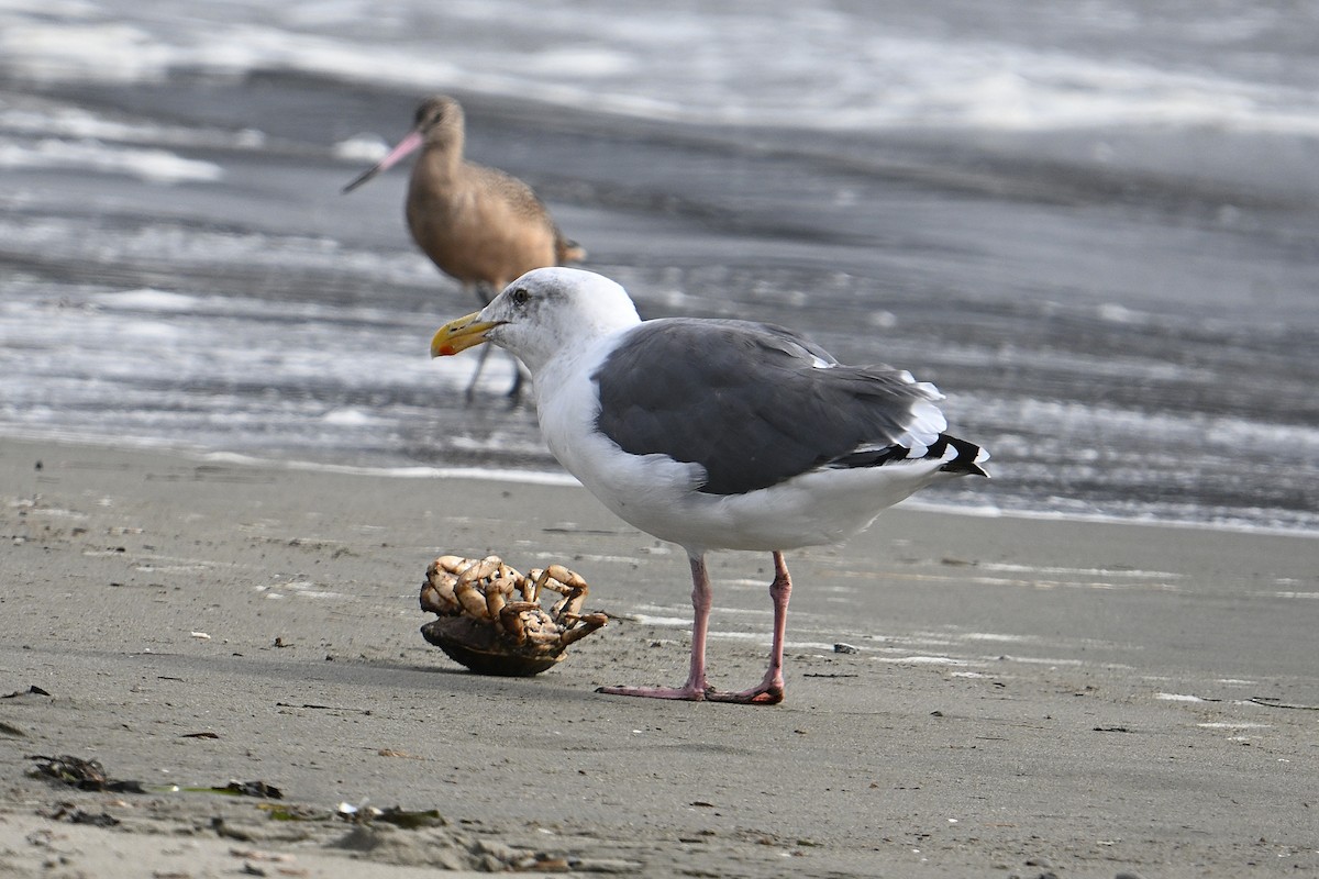 Western Gull - ML643400769