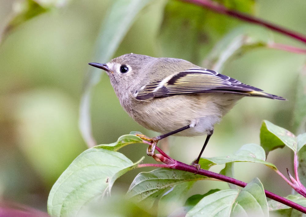 Ruby-crowned Kinglet - ML643400770