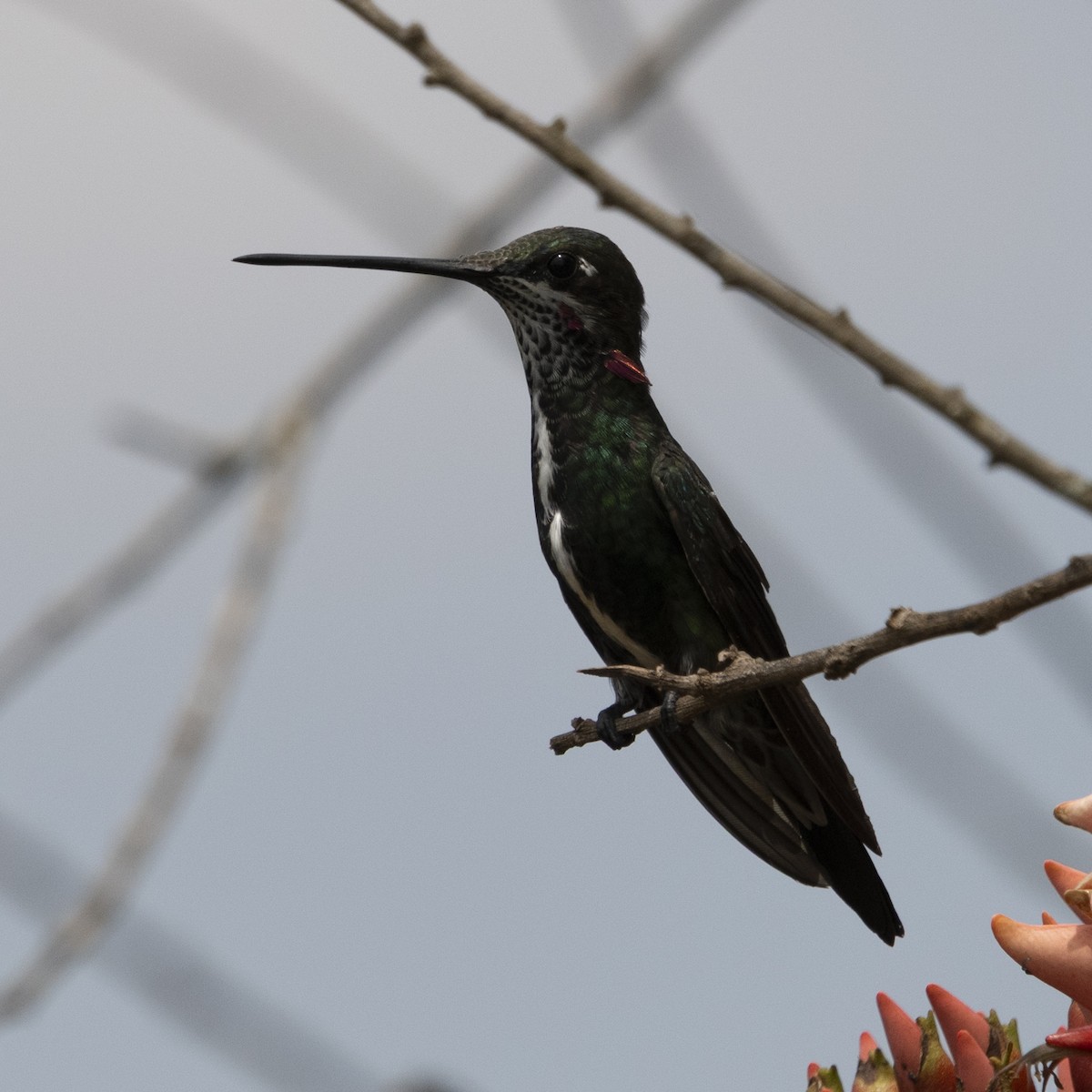 Stripe-breasted Starthroat - ML643400773
