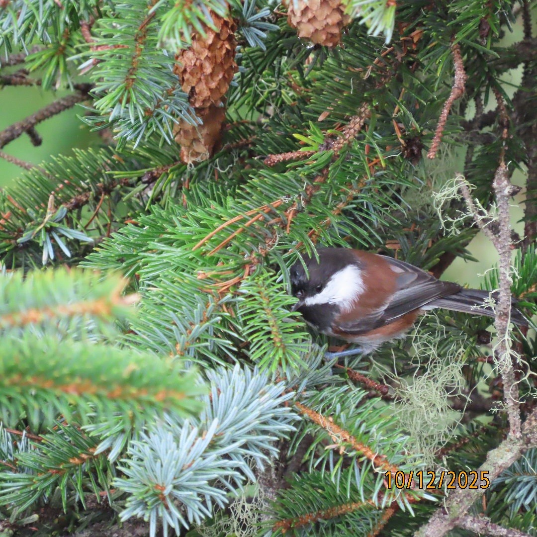 Chestnut-backed Chickadee - ML643400777