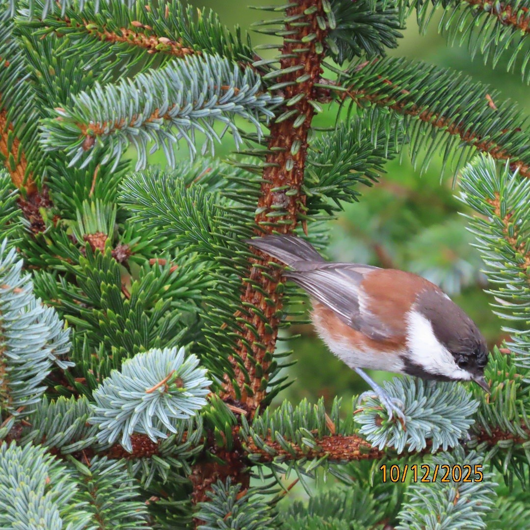 Chestnut-backed Chickadee - ML643400778