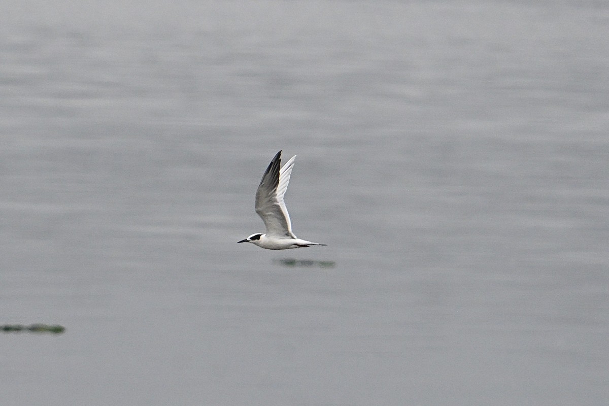 Forster's Tern - ML643400779