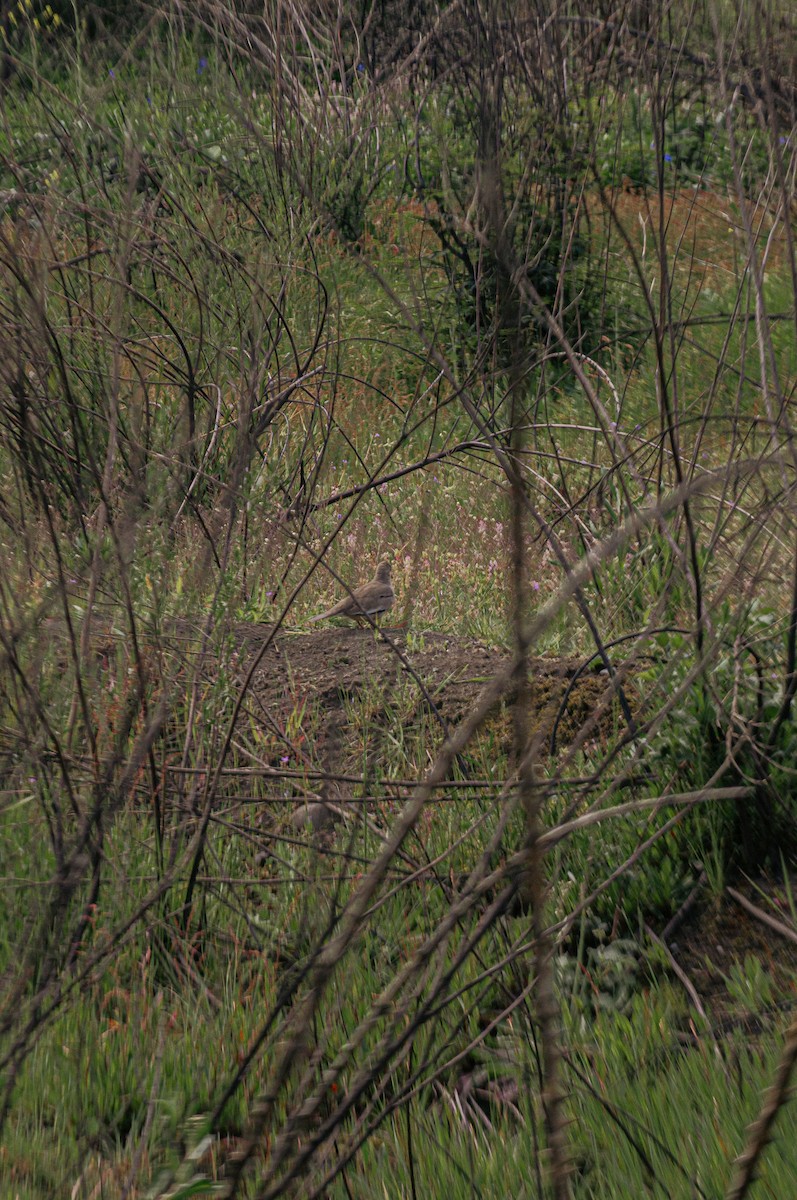 Picui Ground Dove - ML643400795