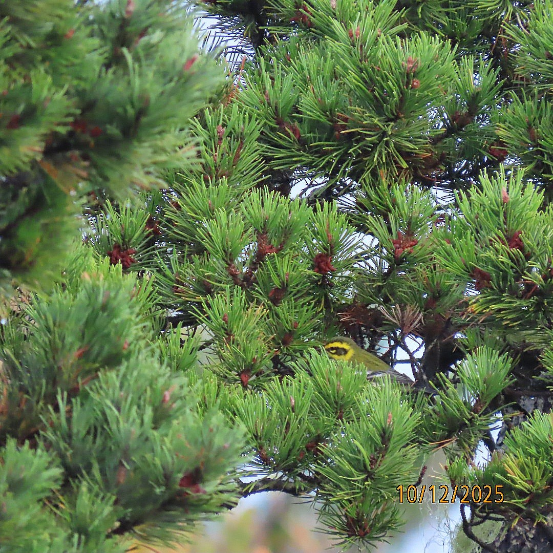 Townsend's Warbler - ML643400805