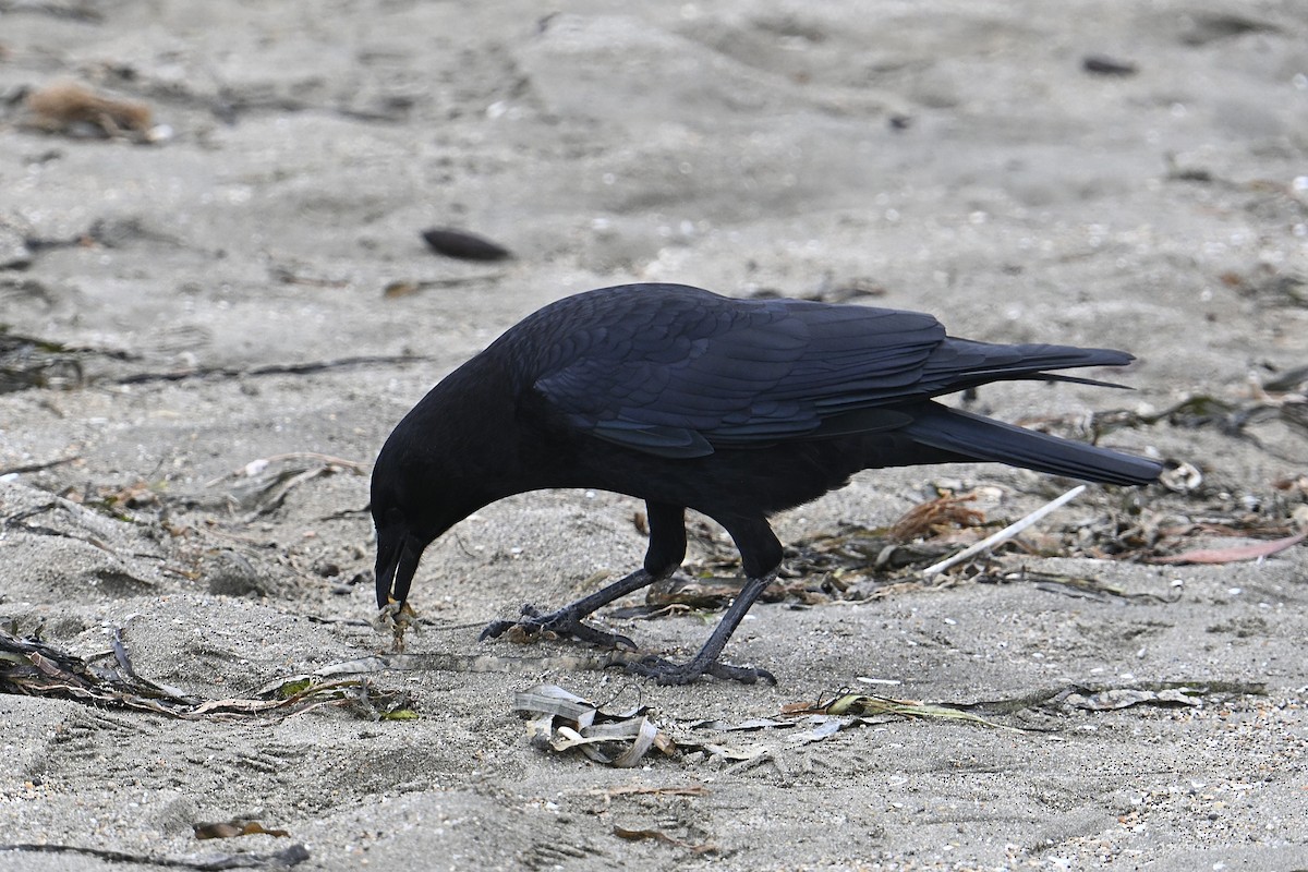 American Crow - ML643400807