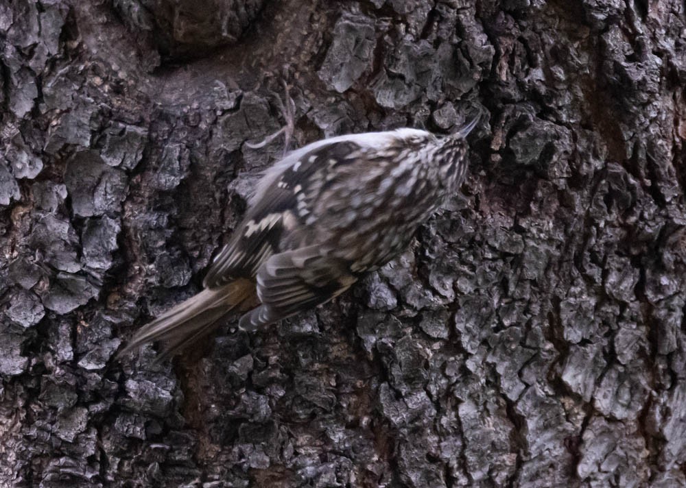 Brown Creeper - ML643400817