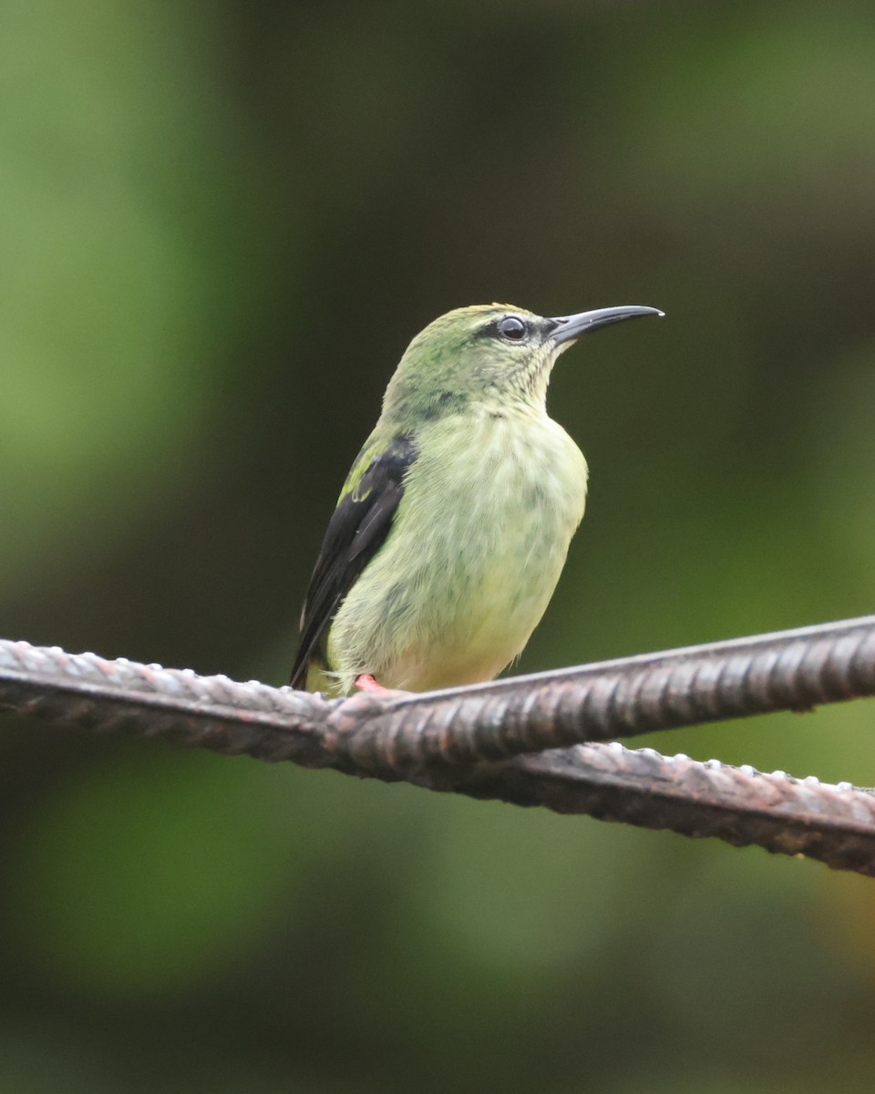 Red-legged Honeycreeper - ML643400844