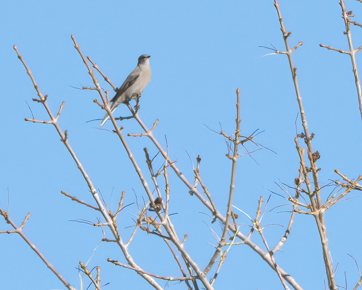 Townsend's Solitaire - ML643400845