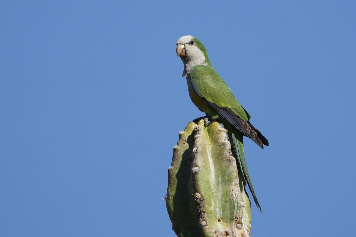 Monk Parakeet (Cliff) - ML643400849