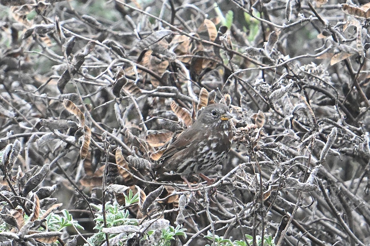 Fox Sparrow - ML643400852