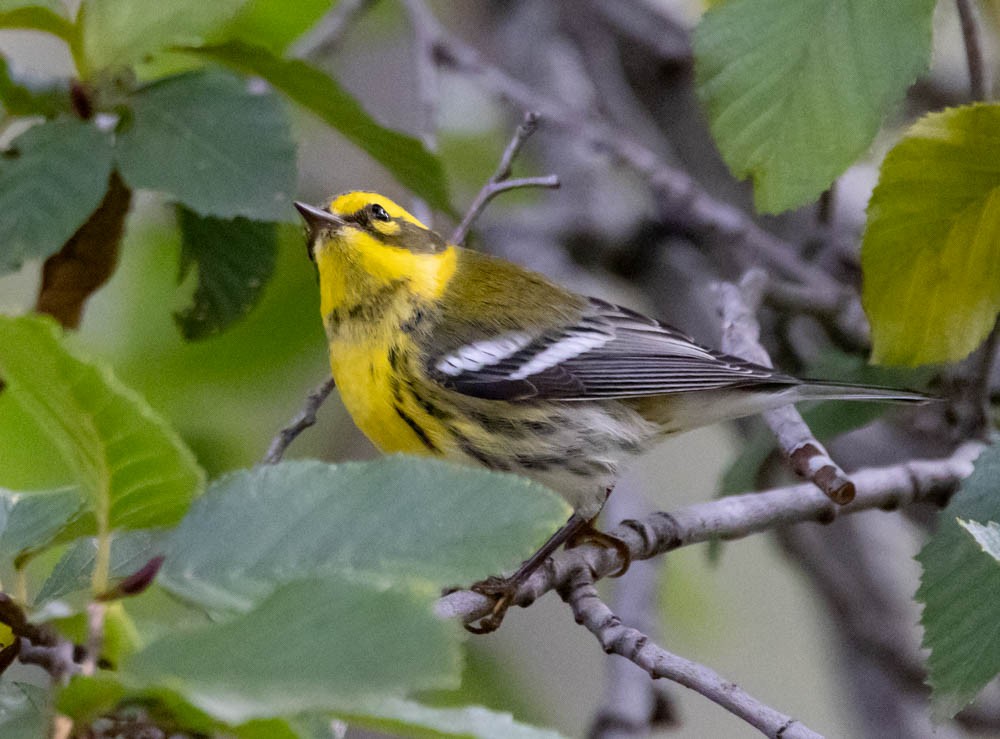 Townsend's Warbler - ML643400866
