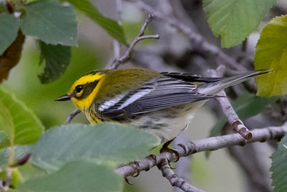 Townsend's Warbler - ML643400867