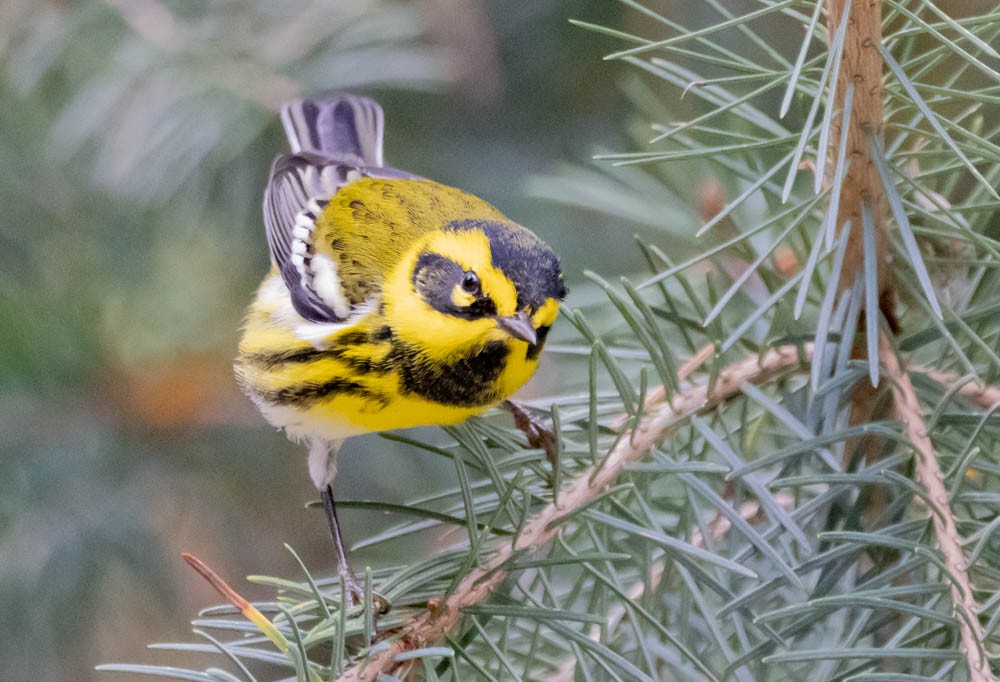 Townsend's Warbler - ML643400868