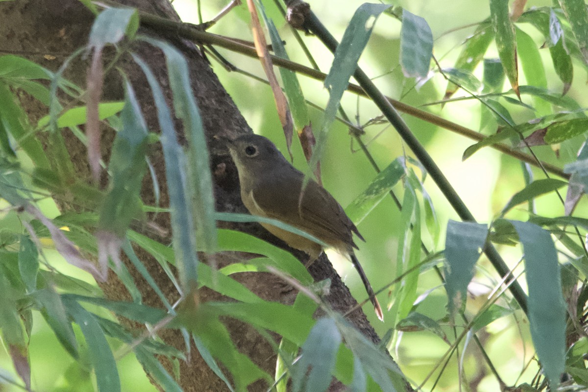 Huet's Fulvetta - ML643400871