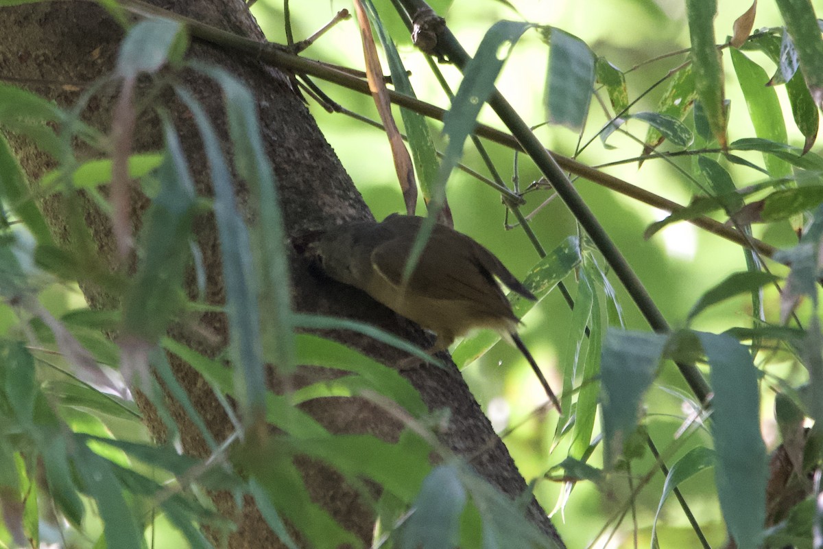 Huet's Fulvetta - ML643400872